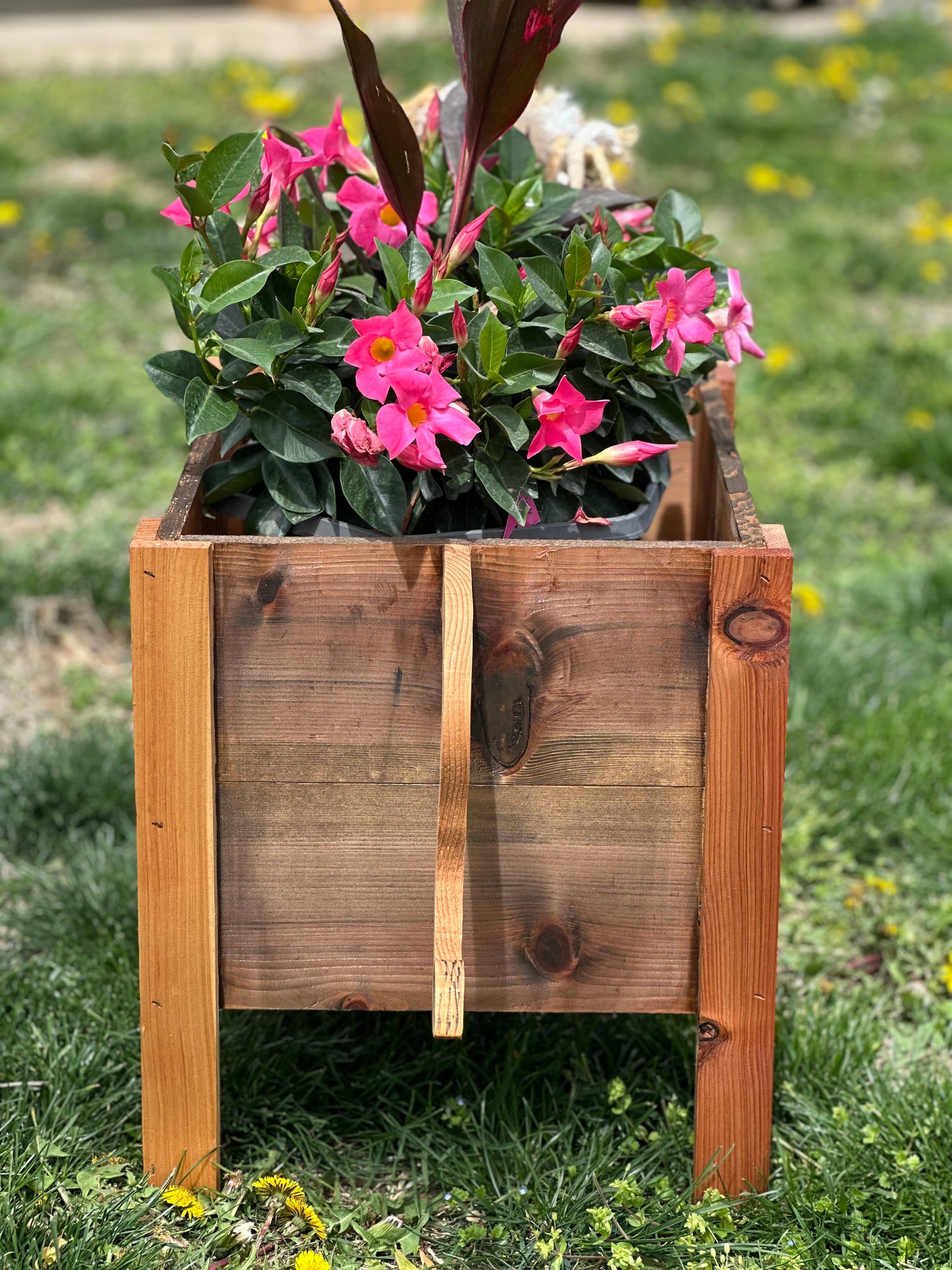 Highland Cow Cedar Planter